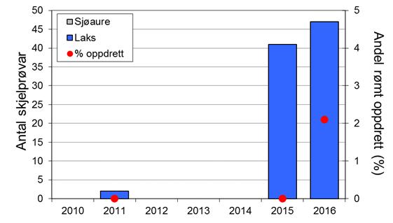 Fangstane av sjøaure har også variert mykje, med ein rekordfangst i 1980 på 63 fisk. Sjøauren har vore freda sidan 2010.