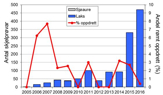 Fire av dei seks siste åra har fangstane vore 1100 laks eller meir. I perioden 1977-2016 vart det i snitt fanga 114 sjøaure per år.