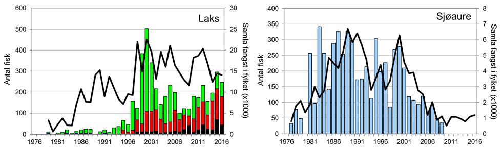 FANGST OG SKJELPRØVAR I FRAFJORDELVA Gjennomsnittleg årsfangst av laks i perioden 1979-2016 var 130 (snittvekt 3,2 kg).