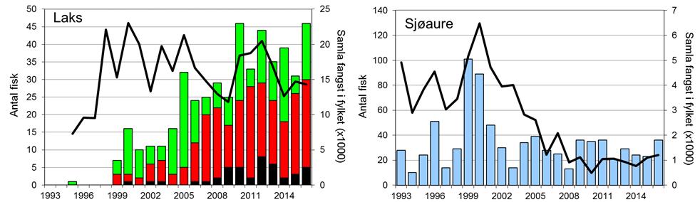FANGST OG SKJELPRØVAR I LYSEELVA Gjennomsnittleg årsfangst av laks i perioden 1995-2016 var 25 laks (snittvekt 3,6 kg). Fangsten av laks har stige jamt i heile perioden 1999-2016 (figur 1, stolpar).