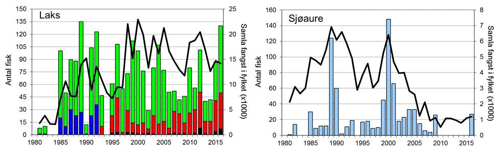 FANGST OG SKJELPRØVAR I JØRPELANDSELVA Gjennomsnittleg årsfangst av laks i perioden 1981-2016 var 72 (snittvekt 2,6 kg).
