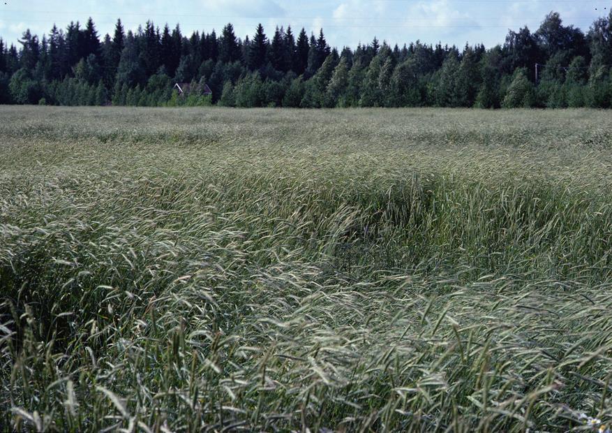 økologisk landbruk John Magne Skjelvik,