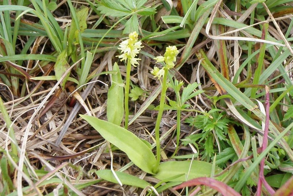 Honningblomst tidlig i blomstringen Pga. sin sjeldenhet og spesielle status krever honningblomsten en særskilt oppfølging.