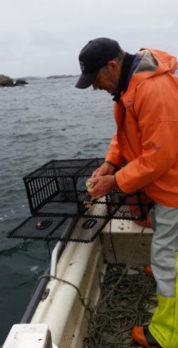 Her ble undermåls fisk registrert per lenke og ikke per trio som avtalt noe som medførte at vi måtte behandle hver lenke som en trio.