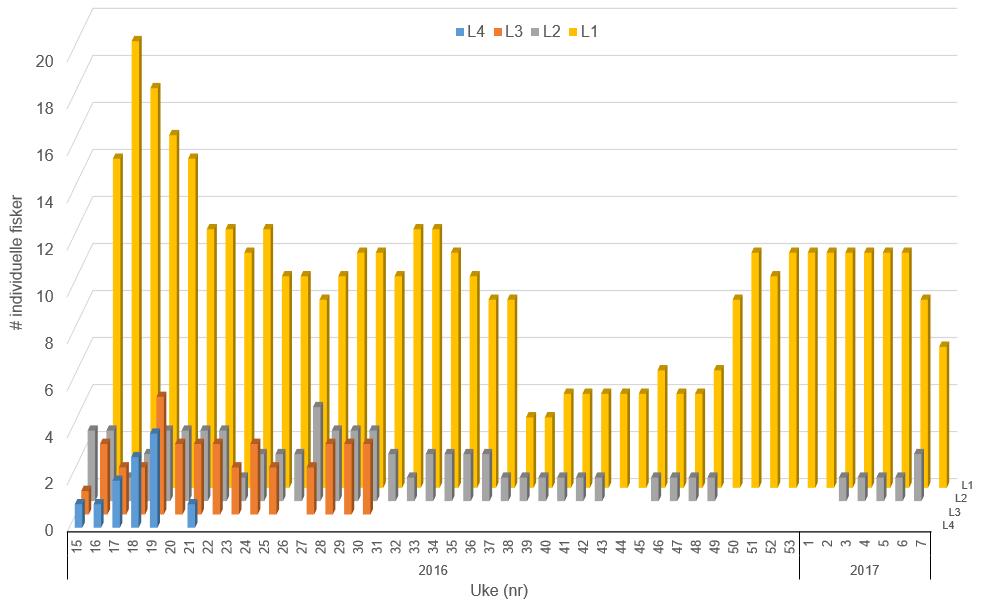 Figur 3. Ukentlig antall sjøørretveteraner som besøkte områdene L1-L4.