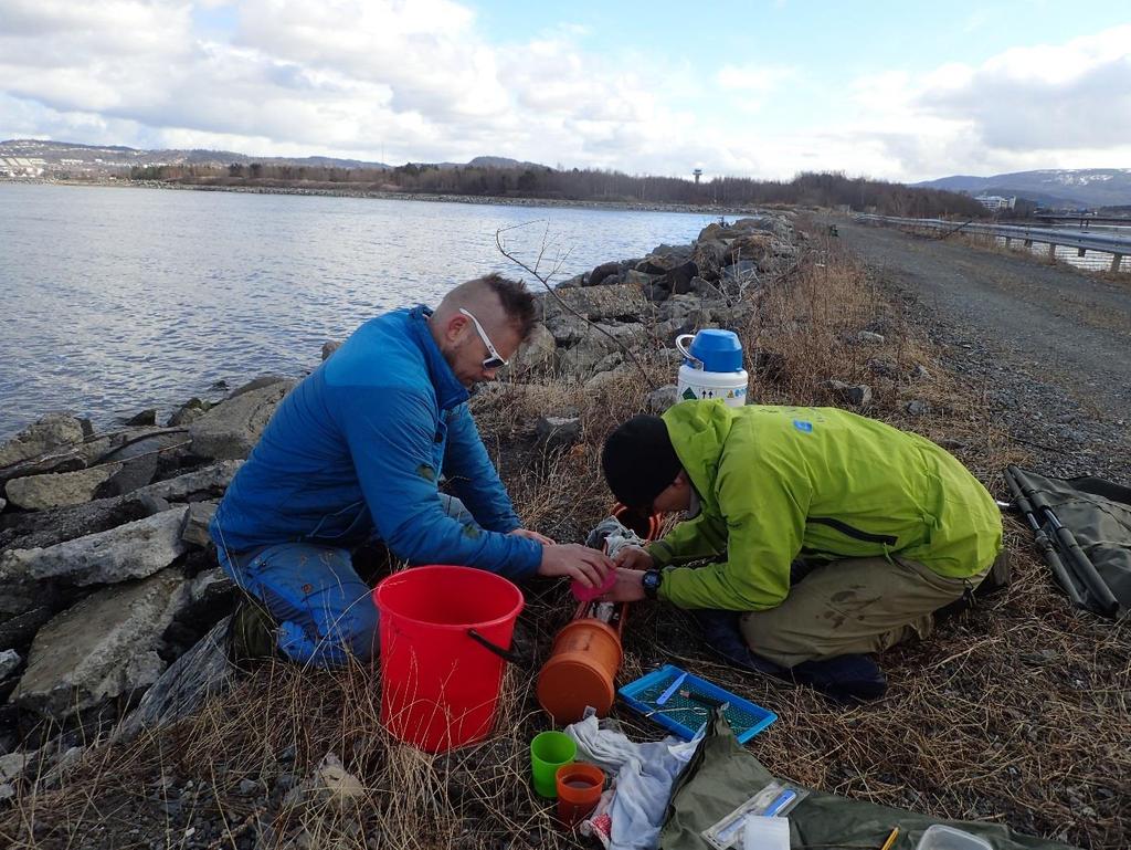 2 Materiale og metode 2.1 Områdebeskrivelse Langøra ligger som en karakteristisk ytre brem mot Trondheimsfjorden (figur 1).