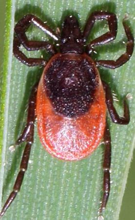 sk/poznavacka/imag es/11_ixodes_ricinus.jpg 14. att.