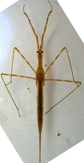 att. Ūdens skorpions (Nepa cinerea) http://zoology.fns.uniba.