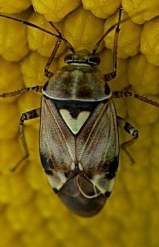 species/thrips_tabaci.htm 40. att.