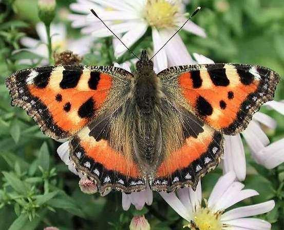 com/v16/photos/5/549 43/4059366/graphosoma_lineata01-vi.jpg 43.