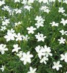 Fagerklokke (Campanula persicifolia) H6 60 100 Blå, hvit (6