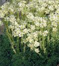 filtarve (Cerastium tomentosum) 1.