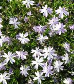 Engnellik (Dianthus deltoides ) Albiflorus H7-8 10 20 Hvite