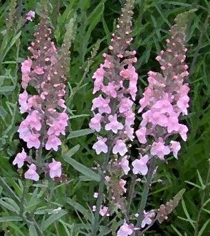 Storhjelm (Aconitum napellus) H6 8 100 Blå, rosa eller