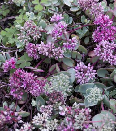 Broddbergknapp (Sedum rupestre syn.