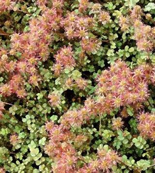 Blomsterbergknapp (Sedum floriferum) H7 4.