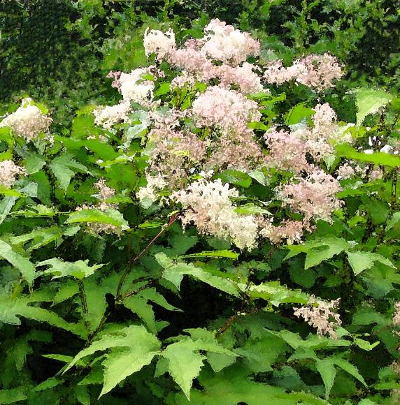 Bronsekryp (Acaena microphylla) H5 8.