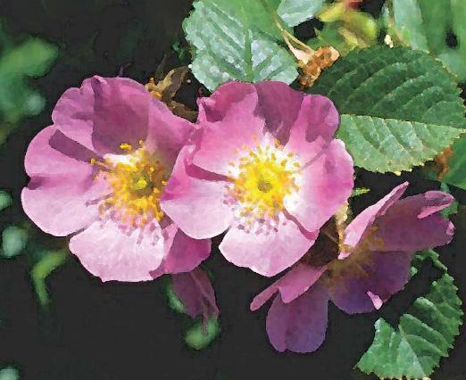 Alternativer til rynkerose (Rosa rugosa) 1. Eplerose (Rosa rubiginosa-gruppen) H7 Epleduftende bladverk, 2,5 3 meter høy.