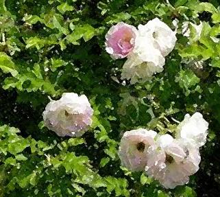 Rosa Ritausma E H8 Remonterende blomsterrik rugosahybrid uten nyper med lyserosa blomster.