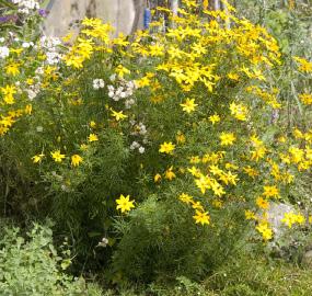 Gul daglilje (Hemerocallis lilioasphodelus) H8 90 10 Gul