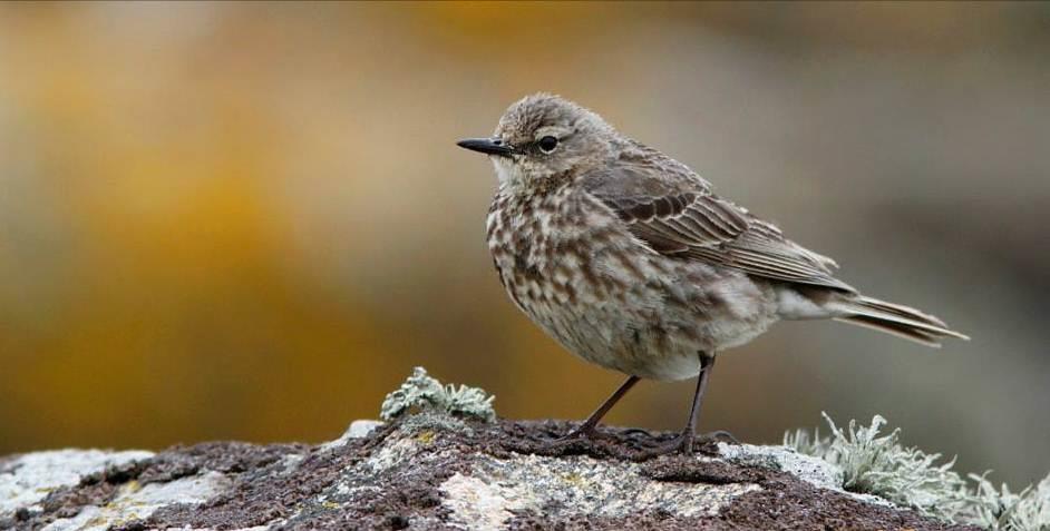 2 Naturmangfoldloven Verneforskriftene ble fastsatt med hjemmel i naturvernloven av 19. juni 1970.