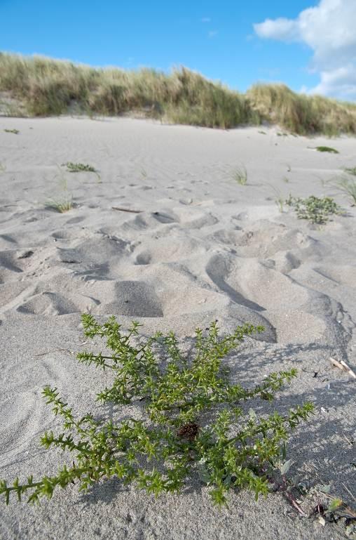 Andre sanddynesopper som er funnet i dynelandskapet langs Listastrendene er kopperbrun sjampinjong (VU), dynesprøsopp (EN), dynejordtunge (NT), dynetrevlesopp (VU), grann styltesopp (EN), gulgrønn