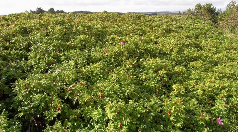 På Einarsneset er det registrert en rekke sjeldne insektarter som kan være sårbare for sprøytemidler. Samtidig er spredning av rynkerose i dette området en trussel mot hele sanddynesystemet.