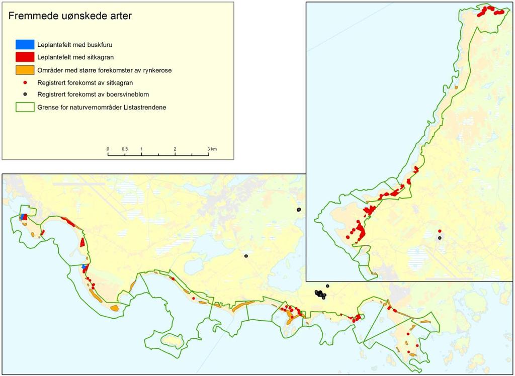 Figur 64. Oversikt over noen fremmede arter på Listastrendene. Forekomst av boersvineblom er vist i kartet, selv om denne ikke er påvist i verneområdene.