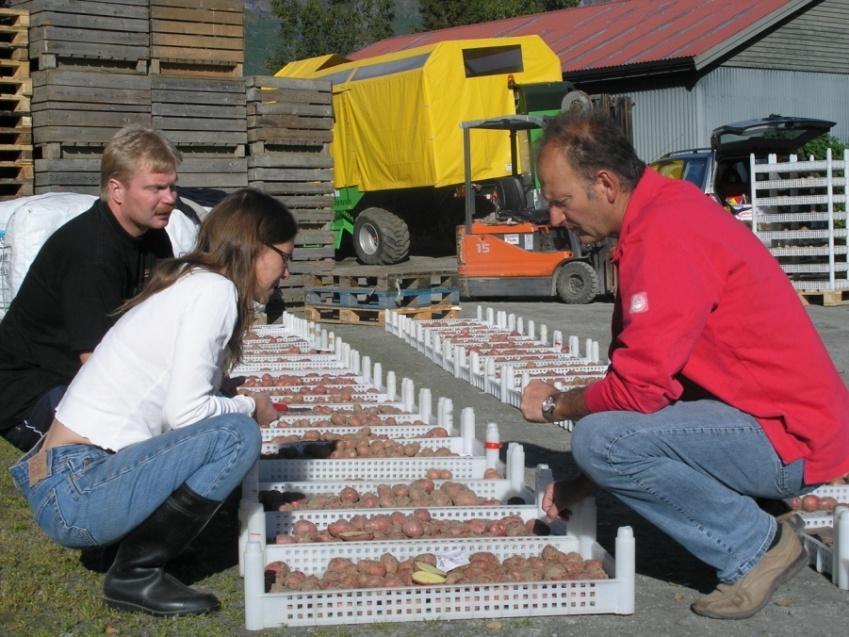 i Kompetanseheving Graminor samarbeider blant annet med foredlings bedriften Agrico i Nederland.