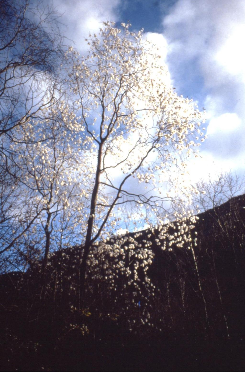 Istervier (Salix