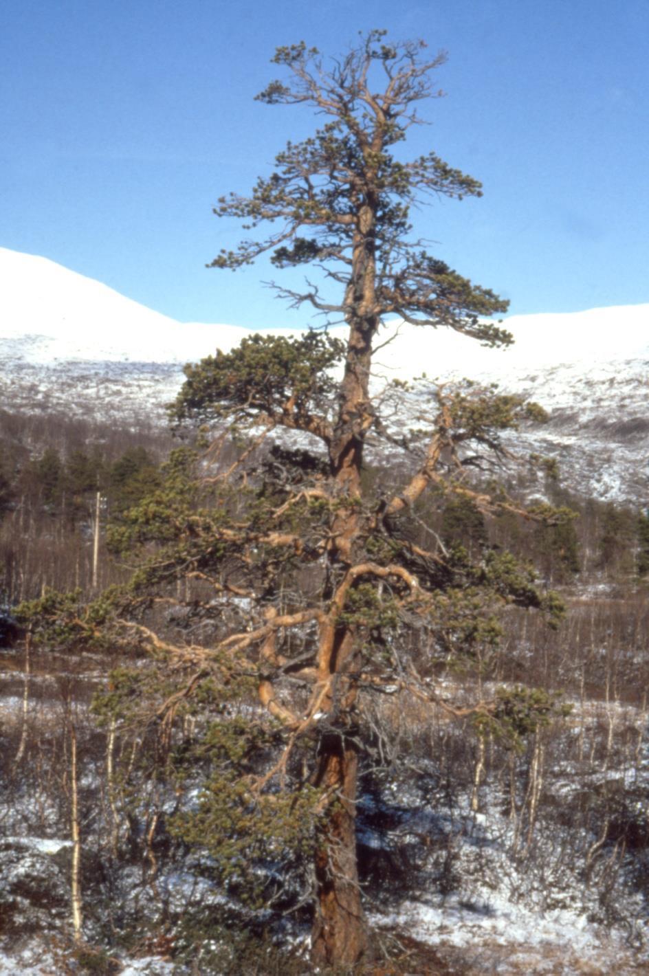 «Skjåkfuru» Normal furu