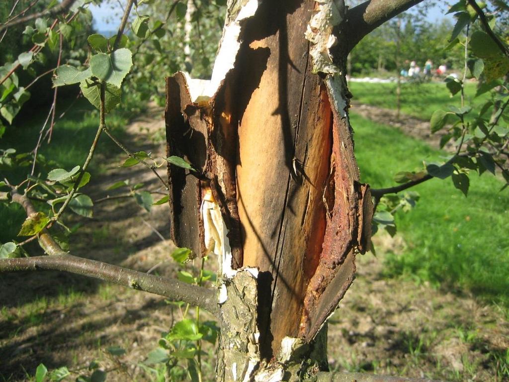 Frøkilde Stange: 8 trær av 22 Frøkilde Asarum