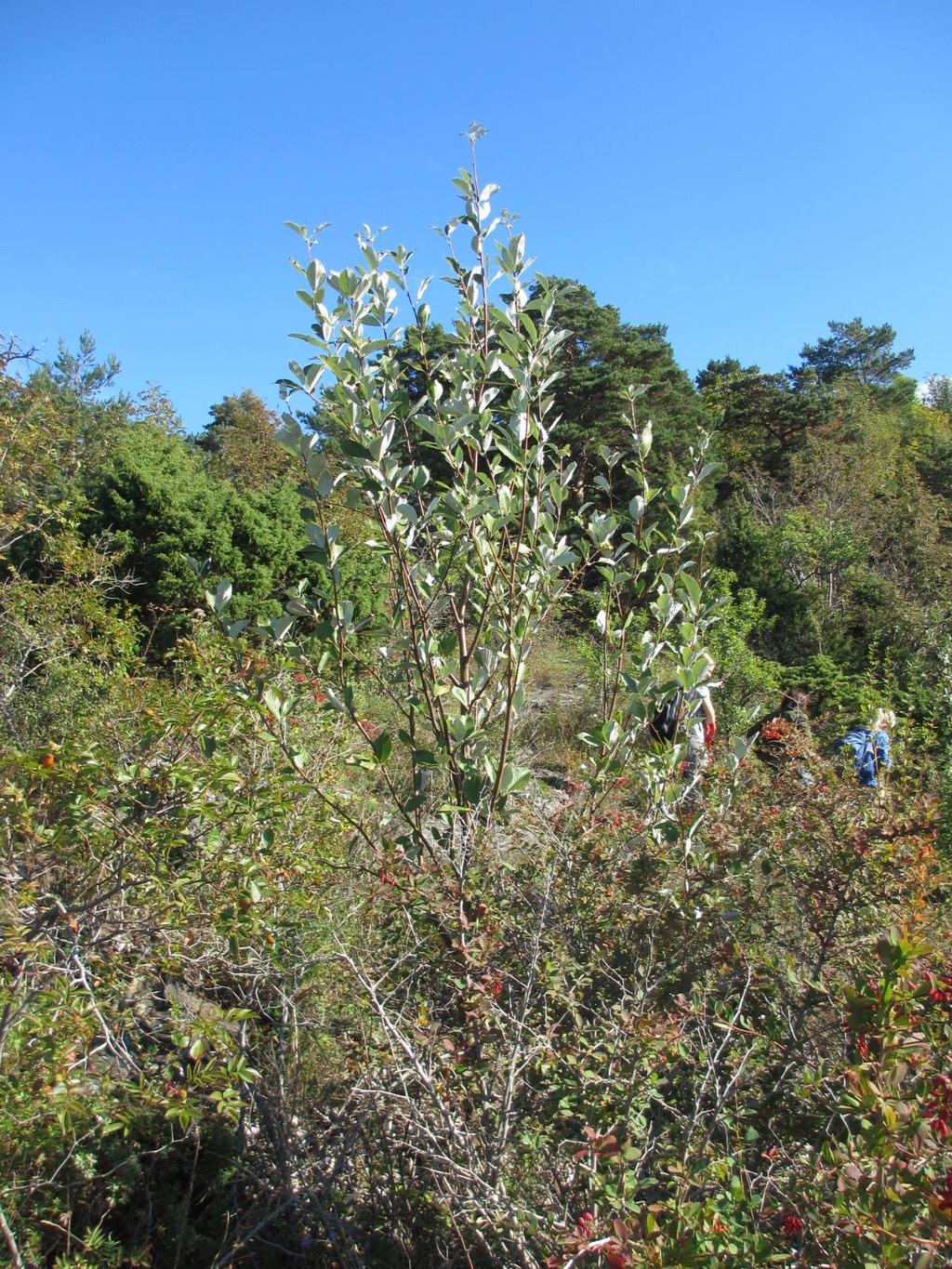 Sølvasal (Sorbus aria)