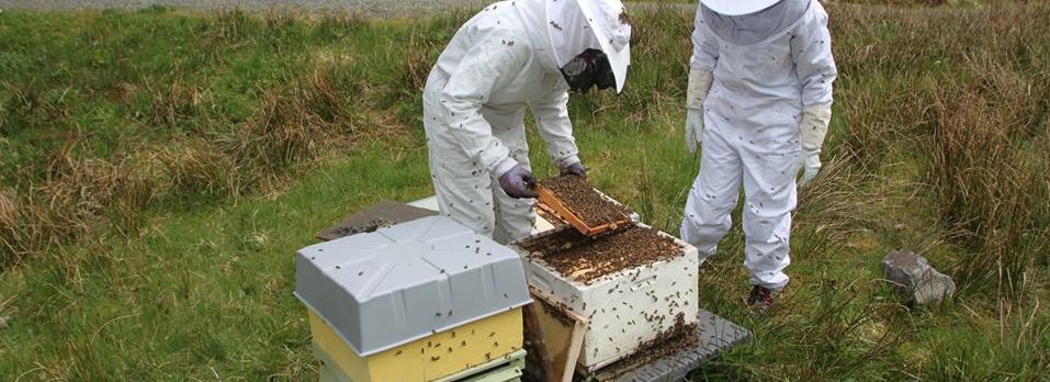 Bergendal bilrøkterlag Birøkterlaget har i 2016 gjennomført nybegynnerkurset i birøkt hvorpå alle deltakerne har bestått kurset.