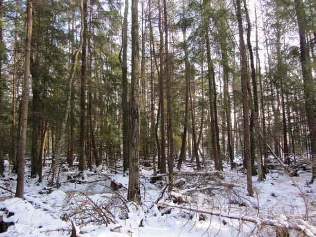 2.7 Husebyskogen naturreservat Husebyskogen naturreservat ble foreslått som del av avtalen om frivillig vern av skog.