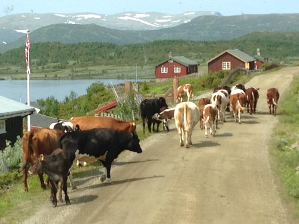 3.6 Vurdering av spesiell kapitalgodtgjørelse Landbruksdirektoratet viser til at det er to forhold en bør se nærmere på ved vurdering av spesiell kapitalgodtgjørelse, når en ser bort fra økonomi.