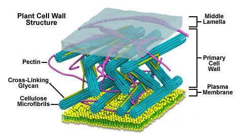 hovedsakelig bygd opp av cellulose, pektin, protein og hemicellulose. Cellulose danner teksturer som kalles mikrofibriller, som forsterker veggen.