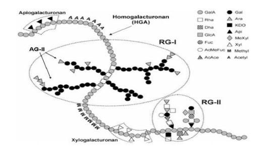 rhamnoseenhetene, som består av nøytrale polymerer som arabinaner, galaktaner, xylaner og arabinogalaktaner.