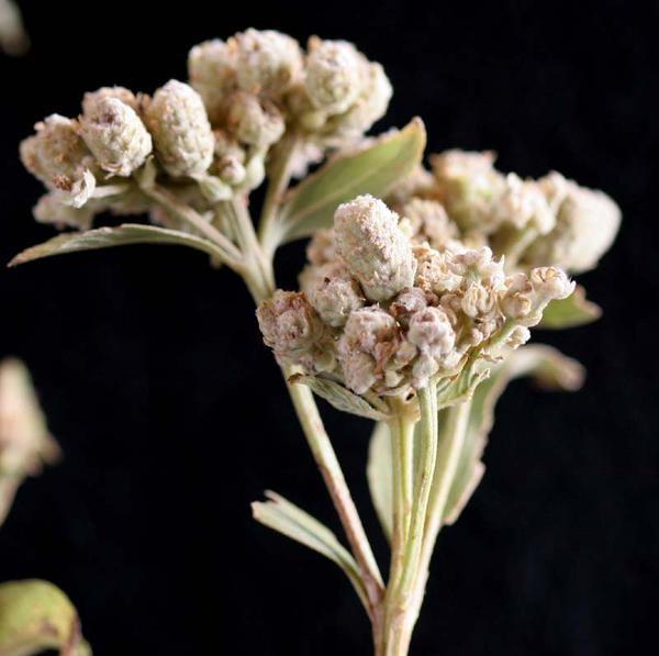 Lippia chevalieri Mould (Verbenaceae) Lokalt bamanan navn: Nganniba Lippia chevalieri Mould er et aromatisk urt som kan bli opptil 2,5 m høy.