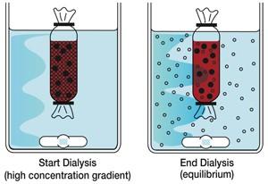 Figur 5-1 Skjematisk skisse av dialyse prosess 46 Reagenser Toluen (konserveringsmiddel) Destillert vann Utstyr Dialyseslanger: Spectra/Por Dialysis Membrane, MWCO 3,500, d: 29 mm Dialyseklyper Trakt