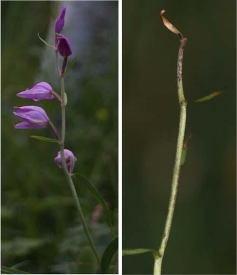 Et av skuddene var nyoppdaget i år. Status som sikker forekomst. Figur 8. De to skuddene på Haugene, Kongsberg fotografert 1. juli og 9. august 2007.