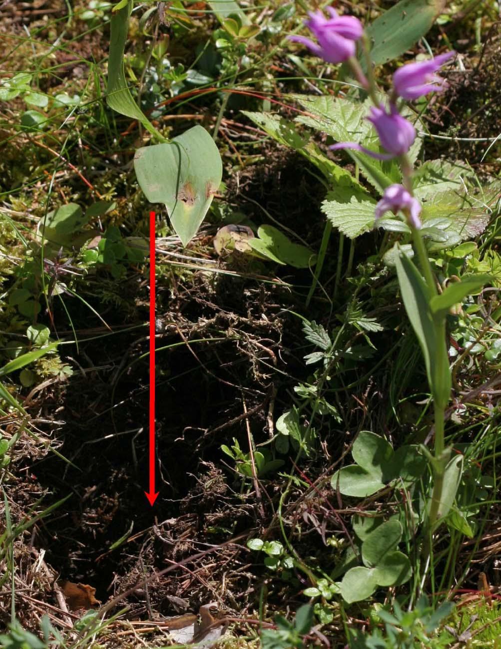 Figur 17. Hull ved skudd på Ullebergåsen. Fotografert 15.7.2007. Foto: Bjørnar Olsen Imidlertid har det blitt observert et svært mistenkelig hull ved en plante på Ullebergåsen 15.7.2007 (figur 17).