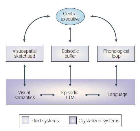 tilsvarende måte er det et annet subsystem som behandler visuell informasjon og som kalles den visuospatielle skisseblokken (Visuospatial Sketchped).