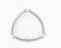 pollenkorn/cbm luft 45 4 35 3 25 2 15 1 5 64 423 63 7 25 96 22 195 2 Fig. 19. Orepollen registrert i Norge i 216. Sum døgnmidler. Tabell 6. 1 årsgjennomsnitt for orepollen i Norge (27-216). *=21-216.