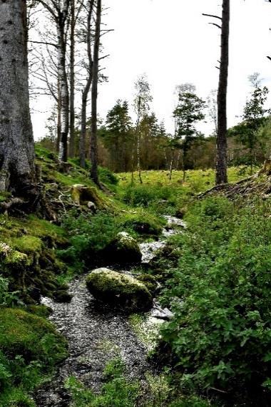 20 20: Innløp Bråsteinsvatnet, problemkartlegging Bekken renner gjennom beiteområde og hogstfelt og er uten funksjonell kantvegetasjon.