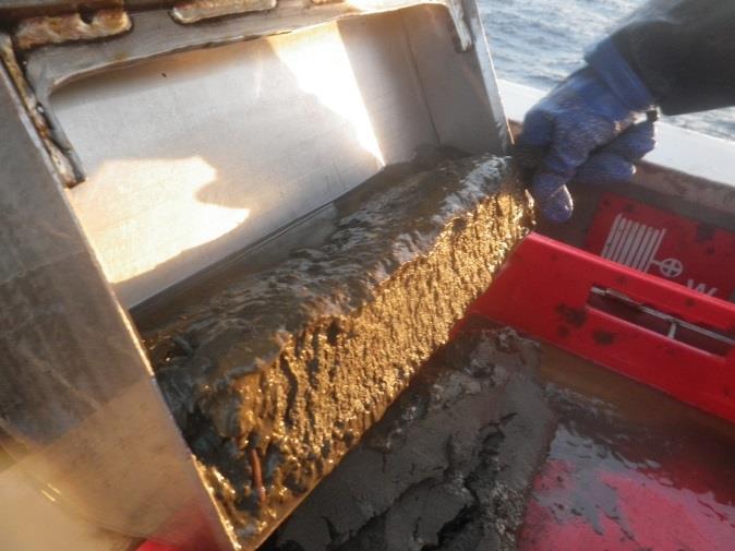 Sediment fra 284 stasjoner ble samlet inn. Bioprøver på 17 av de 27 feltene.