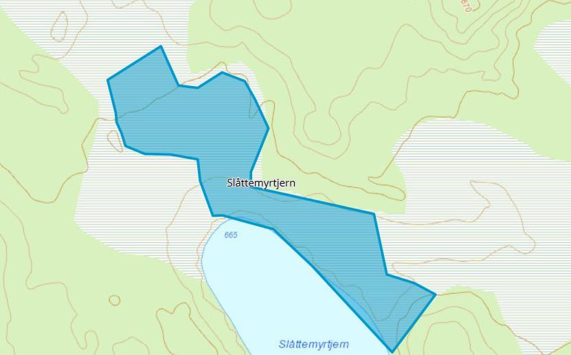 DBC AS - Side 16 av 50 Områdereguleringsplan for Turufjell PLID 2016004 Storfugl ble ikke observert under feltarbeidet, men det er overveiende sannsynlig at arten finnes i området og at leiker kan