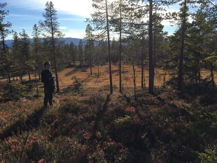 Utredningen tar utgangspunkt i Norsk institutt for bioøkonomi (NIBIO) sin innsynsløsning med kart for markslag og bonitet for skog, Rein Midtengs vurderinger av skogen fra utredning av naturverdier,