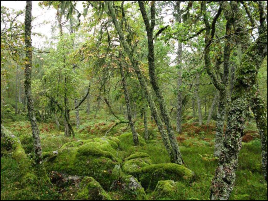 Frivillig vern av skog en suksesshistorie Hovedmålet med å opprette verneområder er å sikre et representativt utvalg av Norges naturtyper og landskap for kommende