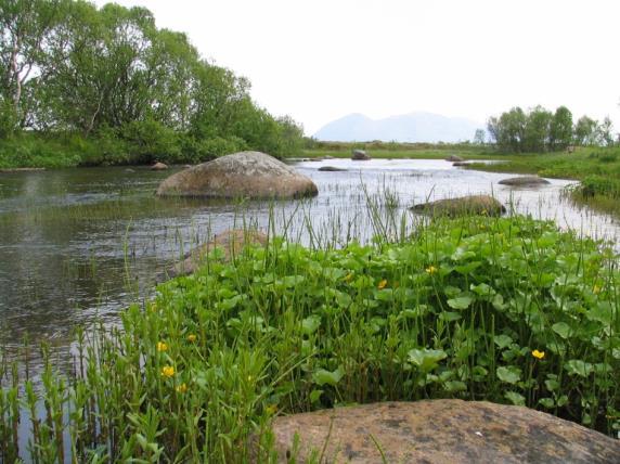 grasmyr til 50-100 m brede elver som renner gjennom barskog, løvskog eller landbruksområder.